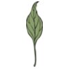 johnny automatic ivy leaf 4