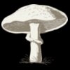 johnny automatic mushroom