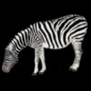 ha1flosse zebra
