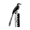scissor tailed flycatcher pencil sketch