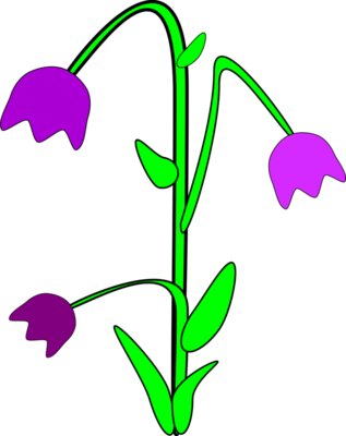 Machovka bell flower