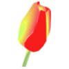 larsen Tulip Flower