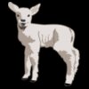 molumen young lamb 1