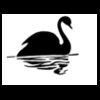 black swan  2 