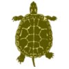 johnny automatic turtle