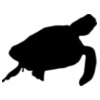 sea turtle silloet