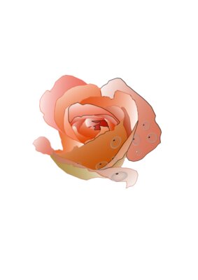 Rose  2 