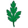 johnny automatic chrysanthemum leaf