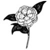 warszawianka Camellia