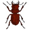 johnny automatic stag beetle