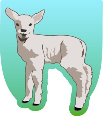 molumen young lamb