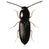 jbruce beetle  cardiophorus 