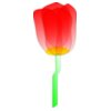 Machovka tulip