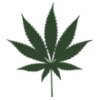 kotik cannabis leafs