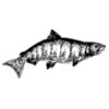 ryanlerch Chinook Salmon