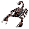 Anonymous Scorpion  2 
