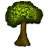 Tree 006