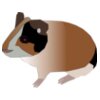 Machovka guinea pig