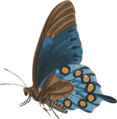 jbruce butterfly  papilio philenor    side