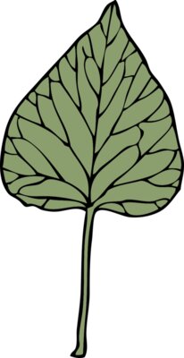 johnny automatic ivy leaf 6
