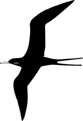 ryanlerch Frigate Bird