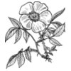 warszawianka Eglantine rose