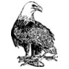 ryanlerch Bald Eagle 2