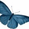 blue butterfly  4 